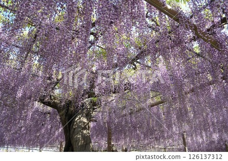 Wisteria trellis at Mandala Temple (Konan City, Aichi Prefecture) 126137312