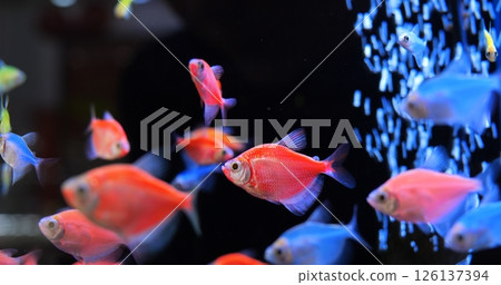 Fluorescent tropical fish swimming together in dark aquarium, vibrant colors gliding through water with rising air bubbles creating peaceful underwater movement. Concept of aquarium fish 126137394
