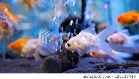 White goldfish peacefully swims in an aquarium, sharing its space with vibrant orange goldfish, creating a captivating display of aquatic life. Concept of aquarium fish 126137410
