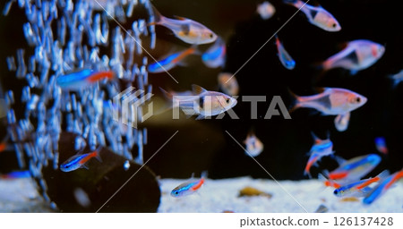 Vibrant ember tetra fish navigating through dark home aquarium, gliding over white sand with gentle bubble filter creating serene underwater environment. Concept of aquarium fish Vibrant ember tetra fish navigating through dark home aquarium, gliding over white sand with gentle bubble filter creating serene underwater environment. Concept of aquarium fish 126137428