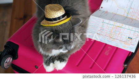 Stylish gray cat wearing gold and black hat lounging comfortably on vivid pink suitcase, nearby transit map hinting at potential travel journey and upcoming adventures Stylish gray cat wearing gold and black hat lounging comfortably on vivid pink suitcase, nearby transit map hinting at potential travel journey and upcoming adventures 126137436