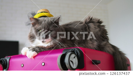 Playful gray cat wearing summer straw hat lounging on pink suitcase, preparing for vacation with whimsical charm against pristine white background 126137437
