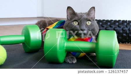 Gray cat lounging on a yoga mat with green dumbbells and a rainbow bandana in a light filled room, showcasing its relaxed and playful demeanor. Cat and sport concept 126137457