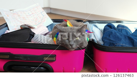 Adorable gray cat wearing vibrant rainbow collar nestling comfortably inside open suitcase surrounded by packed clothes and travel map, preparing for upcoming adventure. Concept cat and travel Adorable gray cat wearing vibrant rainbow collar nestling comfortably inside open suitcase surrounded by packed clothes and travel map, preparing for upcoming adventure. Concept cat and travel 126137463