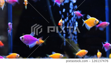 Vibrant yellow, pink, and purple fish swimming gracefully through dark water, creating mesmerizing underwater scene filled with glowing marine life. Concept of aquarium fish 126137476