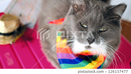 Grey and white fluffy cat wearing vibrant rainbow scarf perching on pink luggage, donning straw hat, radiating excitement for upcoming adventurous travel journey Grey and white fluffy cat wearing vibrant rainbow scarf perching on pink luggage, donning straw hat, radiating excitement for upcoming adventurous travel journey 126137477
