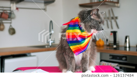 Gray and white cat wearing a vibrant rainbow scarf, lounging on pink kitchen table, symbolizing pride and inclusivity with playful, charming demeanor Gray and white cat wearing a vibrant rainbow scarf, lounging on pink kitchen table, symbolizing pride and inclusivity with playful, charming demeanor 126137484