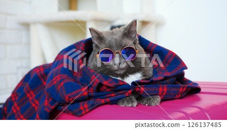 Grey cat with round sunglasses wrapped in a blue and red plaid shirt resting on a pink suitcase, embodying the spirit of travel and leisure Grey cat with round sunglasses wrapped in a blue and red plaid shirt resting on a pink suitcase, embodying the spirit of travel and leisure 126137485