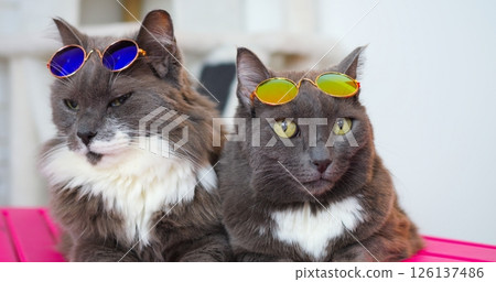 Two adorable cats, one grey and white, the other dark grey, pose on a pink suitcase, sporting fashionable sunglasses, creating a fun and stylish scene 126137486