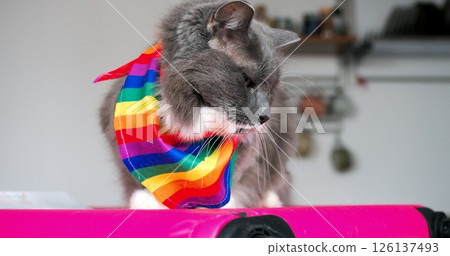 Gray cat wearing vibrant rainbow scarf sitting atop pink suitcase, gazing around with playful curiosity while positioned against pristine white background 126137493