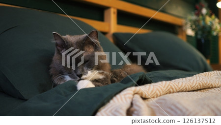 Beautiful grey and white cat slowly waking up from a nap, laying on a comfortable bed with green sheets and a beige blanket in a modern home bedroom. Cozy place to relax, pets concept 126137512