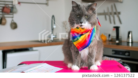 Fluffy grey cat wearing vibrant rainbow bandana lounging confidently on table surface, gazing away in bright interior space with shelving background 126137522
