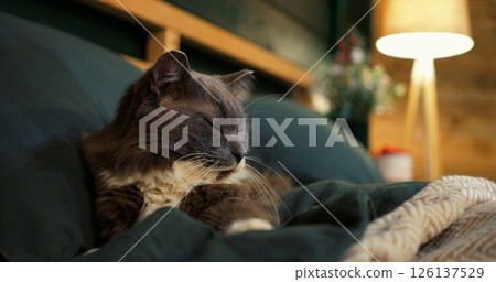 Fluffy grey and white cat resting peacefully on a green bed, enjoying a quiet moment in a cozy bedroom with soft lighting and a wooden shelf in the background. Cozy place to relax, pets concept Fluffy grey and white cat resting peacefully on a green bed, enjoying a quiet moment in a cozy bedroom with soft lighting and a wooden shelf in the background. Cozy place to relax, pets concept 126137529