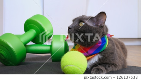 Playful gray cat wearing rainbow ribbon engaging with tennis ball near green dumbbells, blending fitness equipment and feline whimsy in cozy home setting. Cat and sport concept 126137538