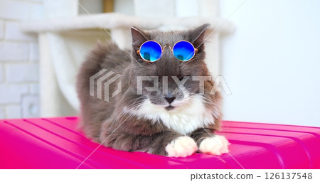 Stylish fluffy grey and white cat wearing blue sunglasses lounging on pink suitcase, exuding relaxed vacation vibes with playful feline charm 126137548