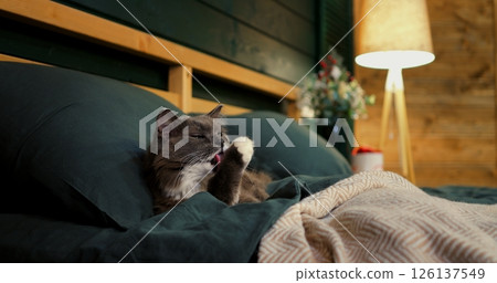 Beautiful grey cat with white chest fur resting comfortably on a green bed, enjoying the warm ambiance of room with soft lighting and wooden shelf in the background. Cozy place to relax, pets concept 126137549