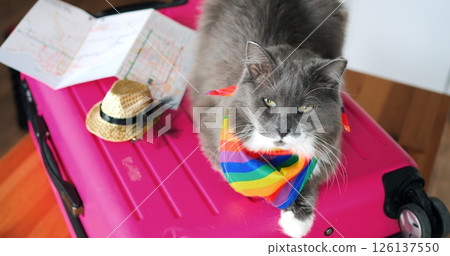 Cheerful gray cat lounging on pink suitcase, wearing vibrant rainbow pride scarf, surrounded by straw hat and travel map, embodying summer vacation readiness and carefree wanderlust spirit 126137550