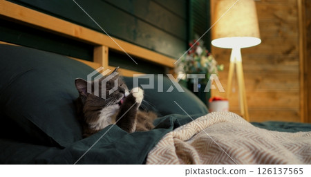 Grey kitten meticulously washes its paw while comfortably lounging on a soft, inviting bed, creating a heartwarming scene of feline hygiene and relaxation. Cozy place to relax, pets concept 126137565