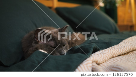 Grey fluffy cat peacefully napping on green bed, embodying domestic comfort and serene home lifestyle with soft, relaxed feline resting deeply amid warm bedroom environment. Cozy place to relax Grey fluffy cat peacefully napping on green bed, embodying domestic comfort and serene home lifestyle with soft, relaxed feline resting deeply amid warm bedroom environment. Cozy place to relax 126137570