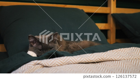 Gray feline peacefully resting on soft green bedding, nestled comfortably in cozy bedroom environment, embodying pure relaxation and domestic tranquility. Cozy place to relax, pets concept 126137572