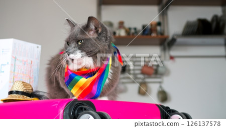 Fluffy grey cat wearing a vibrant rainbow scarf sits proudly on a pink suitcase, ready for an adventure, in a cozy home setting with a travel map and straw hat nearby Fluffy grey cat wearing a vibrant rainbow scarf sits proudly on a pink suitcase, ready for an adventure, in a cozy home setting with a travel map and straw hat nearby 126137578