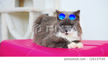Stylish grey feline wearing trendy blue sunglasses lounging comfortably on bright pink luggage, embodying carefree vacation readiness with playful charm 126137595