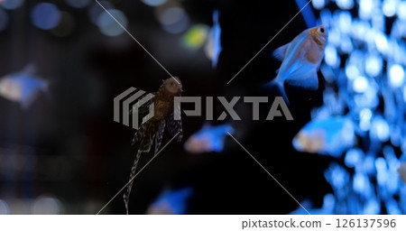 Ornamental tropical fish gliding through dark aquarium waters, vibrant colors contrasting against rising blue air bubbles creating mesmerizing underwater landscape. Concept of aquarium fish 126137596