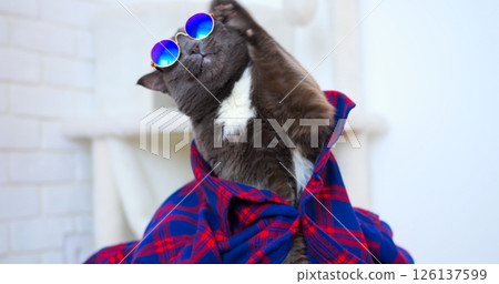 Stylish grey cat wearing round blue sunglasses, relaxing on pink suitcase while wrapped in plaid shirt, embodying quirky travel fashion vibes Stylish grey cat wearing round blue sunglasses, relaxing on pink suitcase while wrapped in plaid shirt, embodying quirky travel fashion vibes 126137599