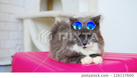 Chic grey feline wearing blue sunglasses lounging comfortably on pink luggage, embodying playful travel companion vibes with quirky style and carefree attitude 126137600