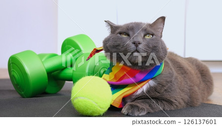 Gray cat wearing rainbow scarf lounging on yoga mat, surrounded by tennis ball and dumbbells, displaying changing facial expressions during filming sequence. Cat and sport concept 126137601