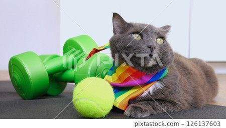 Sporty gray cat wearing rainbow scarf resting with green dumbbells and tennis ball, curiously observing surroundings on gray exercise mat. Cat and sport concept Sporty gray cat wearing rainbow scarf resting with green dumbbells and tennis ball, curiously observing surroundings on gray exercise mat. Cat and sport concept 126137603