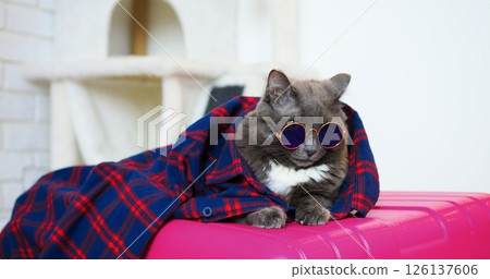 Trendy grey cat wearing round sunglasses, resting comfortably on pink suitcase while draped in blue and red checkered shirt against pristine white background Trendy grey cat wearing round sunglasses, resting comfortably on pink suitcase while draped in blue and red checkered shirt against pristine white background 126137606
