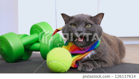 Playful gray feline sporting rainbow pride scarf resting on gray mat with green dumbbells and tennis ball, whimsical fitness lifestyle against pristine white background. Cat and sport concept Playful gray feline sporting rainbow pride scarf resting on gray mat with green dumbbells and tennis ball, whimsical fitness lifestyle against pristine white background. Cat and sport concept 126137614
