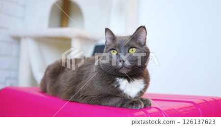 Gray house cat with pristine white chest and striking yellow eyes resting comfortably on soft pink suitcase, basking in bright interior setting with relaxed, elegant demeanor 126137623