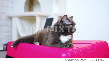 Beautiful gray cat with white chest lies on a pink suitcase, looking curiously around a bright room with a white cat tree in the background, embodying the anticipation of travel and adventure Beautiful gray cat with white chest lies on a pink suitcase, looking curiously around a bright room with a white cat tree in the background, embodying the anticipation of travel and adventure 126137628