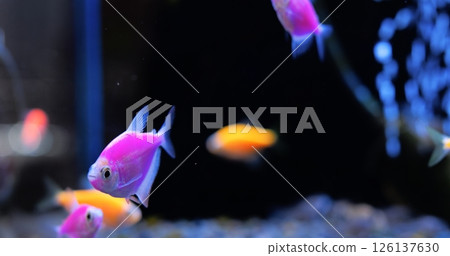 Glowing pink fish swims gracefully in dark aquarium, sharing space with smaller, vibrant orange companions, creating a striking contrast against the dark backdrop. Concept of aquarium fish 126137630