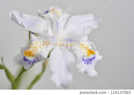 Shaga Shaga 126137865