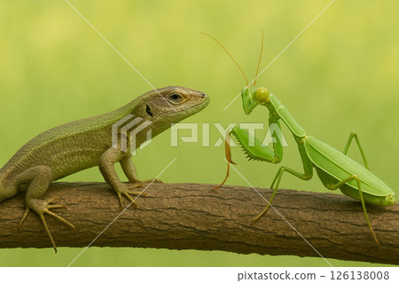 蜥蜴和螳螂對峙 蜥蜴和螳螂對峙 126138008