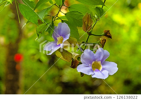 Blue thunbergia flowers with green leaves in tropical garden 126138022