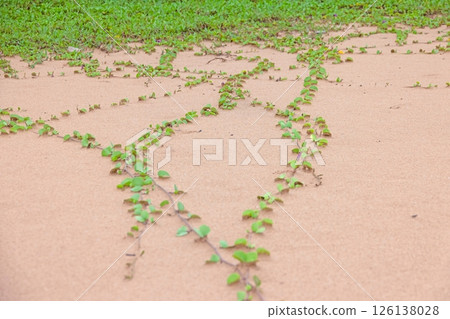 Green trails across sandy beach surface 126138028