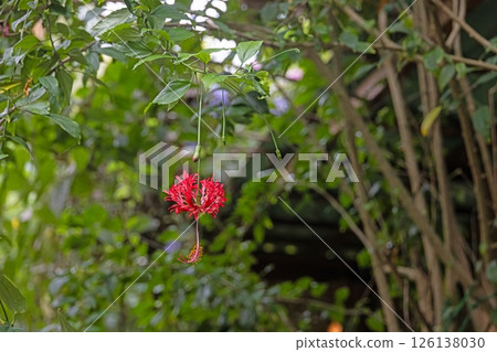 Unique fringed hibiscus flower in lush green background 126138030