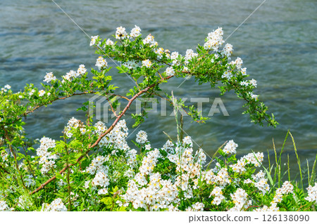 Wild rose on the riverbed 126138090