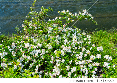 河床上的野玫瑰 126138092