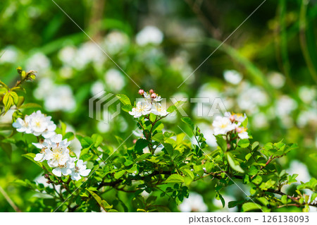 河床上的野玫瑰 126138093