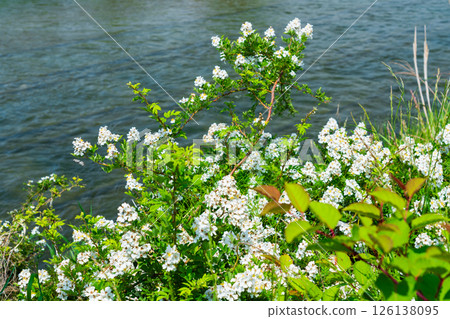 河床上的野玫瑰 126138095