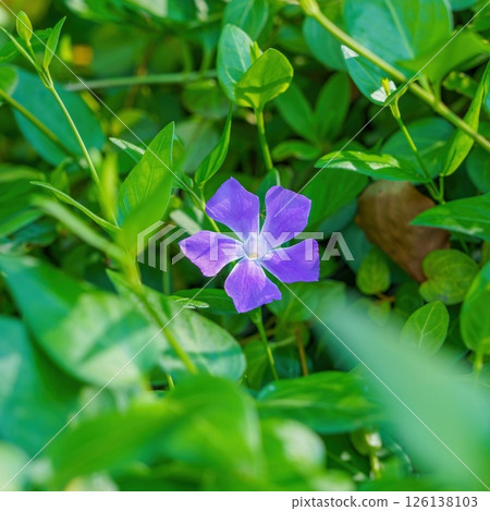 盛開的長春花在透過樹梢的陽光下閃閃發光 盛開的長春花在透過樹梢的陽光下閃閃發光 126138103