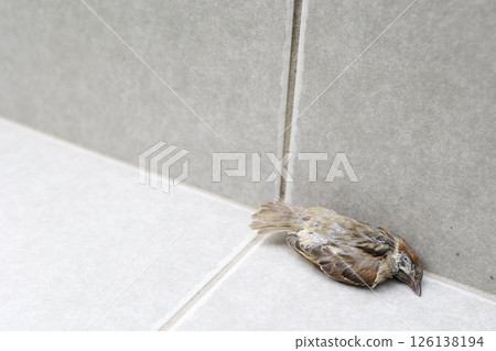 一隻死麻雀躺在磁磚上 126138194