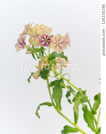 Flows Flower Flows Flower 126138198