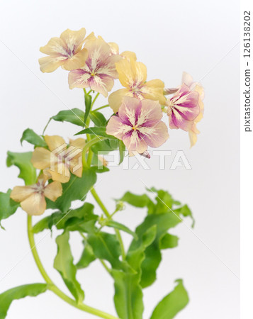 流花 126138202