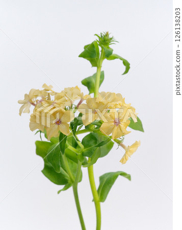 流花 126138203